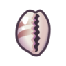 cowrie