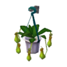 Pitcher plant