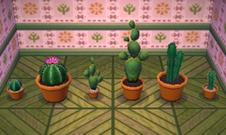 NL Cactus Set.png