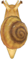 Snail NH.png