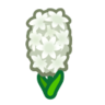 white hyacinths