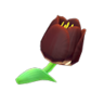black tulips