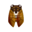 brown cicada