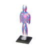 clear model