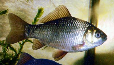 Crucian Carp - Animal Crossing Wiki - Nookipedia