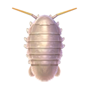 Giant isopod - Animal Crossing Wiki - Nookipedia