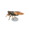 brown cicada model