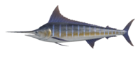 Artwork of Blue marlin