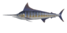 Blue marlin