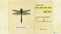 NH Critterpedia Banded Dragonfly Southern Hemisphere.jpg