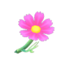 pink cosmos