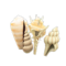 Shell Partition (White) NH Icon.png