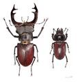 Stag Beetle Photo.jpg