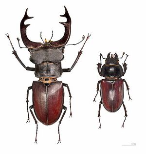 Stag Beetle Photo.jpg