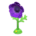 Windflower Fan's Purple variant