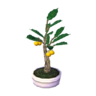 holly bonsai