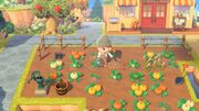 NH Growing Pumpkins Fall Update.jpg