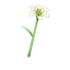 lily wand