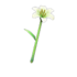 Lily Wand NH Icon.png