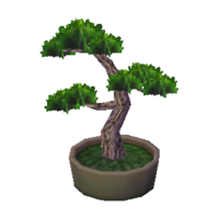 Ponderosa bonsai