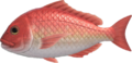 Red Snapper NH.png