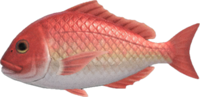 Artwork of Red Snapper