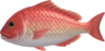 Red snapper
