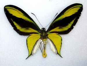 Cairns Birdwing Real.jpg