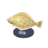 olive flounder model