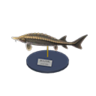 sturgeon model