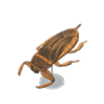 giant water bug model