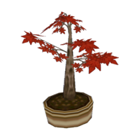 Maple bonsai