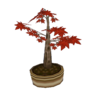 maple bonsai