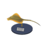 ray model
