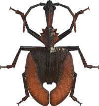 Artwork of Violin Beetle