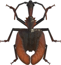 Artwork of violin beetle