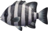 Barred knifejaw