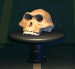 NH Australopith Museum.jpg