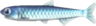 Anchovy