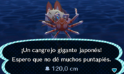 Caught Spider Crab NL.png