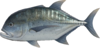 Artwork of Giant Trevally