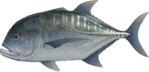 Giant Trevally NH.png