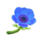 Blue Windflowers