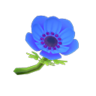 blue windflowers