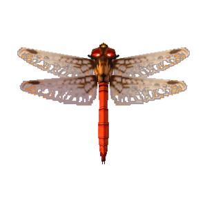 Red Dragonfly NL Model.png