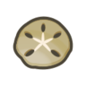 sand dollar