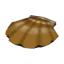 scallop