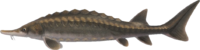 Artwork of Sturgeon