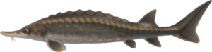 In-game image of sturgeon