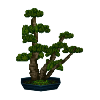 Mugho bonsai
